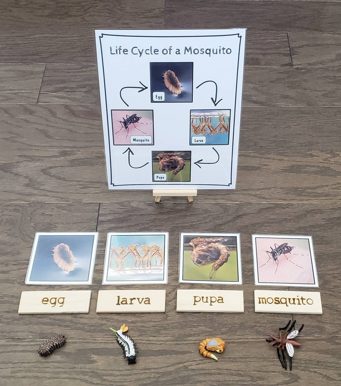 Mosquito Life Cycle, Parts of an Mosquito, Critical Thinking Skills, Montessori Classroom, Reggio Emilia, Teacher Resources