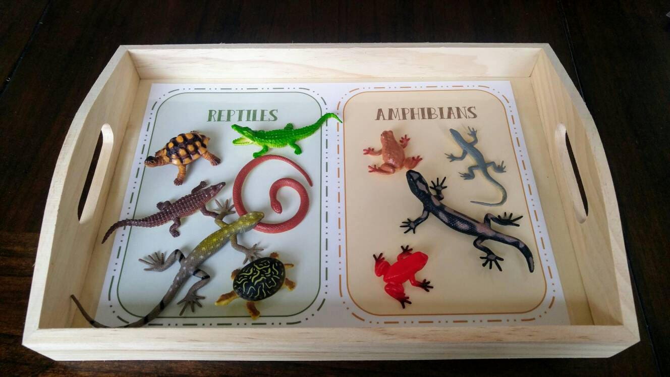 Reptile/Amphibian Sensory Activity Set, 3 Activities in 1, Fine Motor Skills, Kids Gift, Montessori, Reggio Emilia, Waldorf