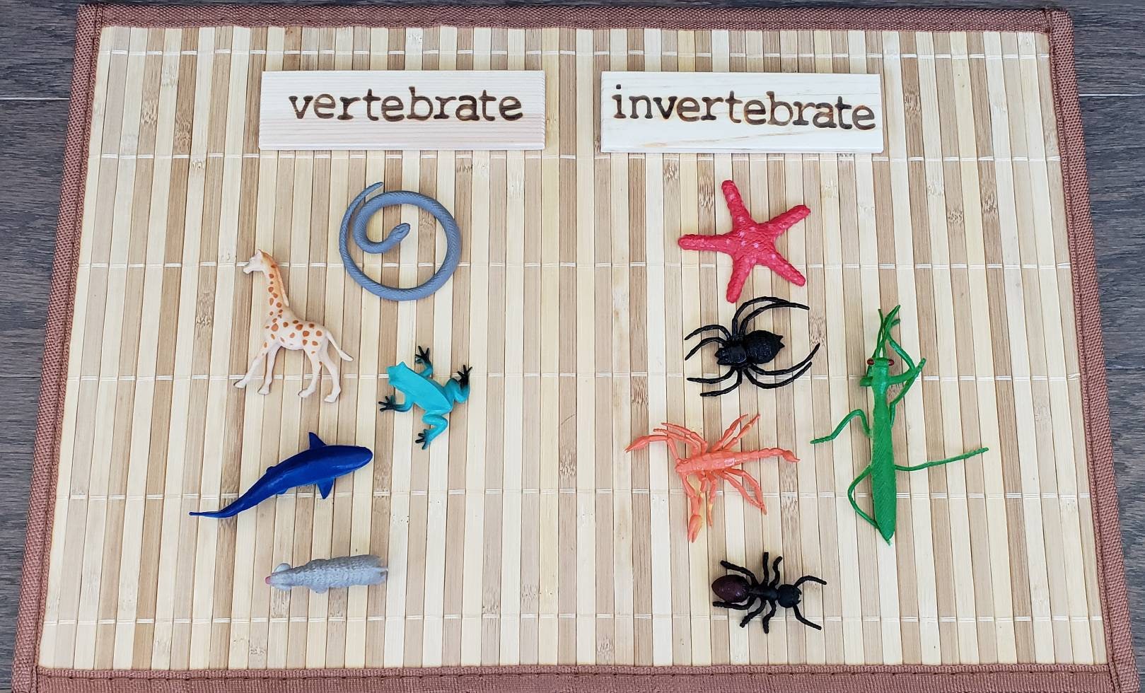 Vertebrate/Invertebrate Sorting Set, Montessori Object Classification, Gift for Kids, Reggio Emilia, Teacher Resources