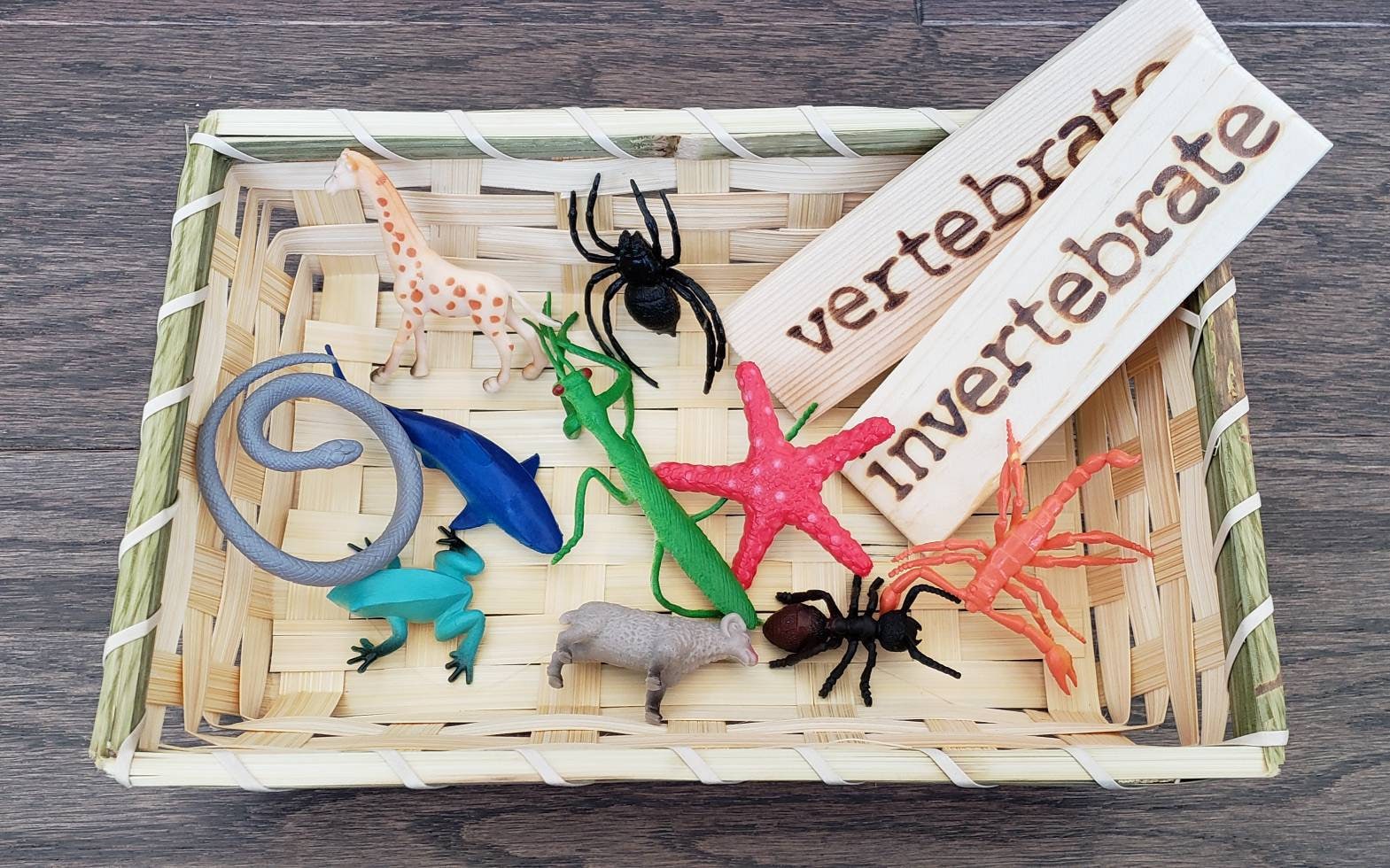 Vertebrate/Invertebrate Sorting Set, Montessori Object Classification, Gift for Kids, Reggio Emilia, Teacher Resources