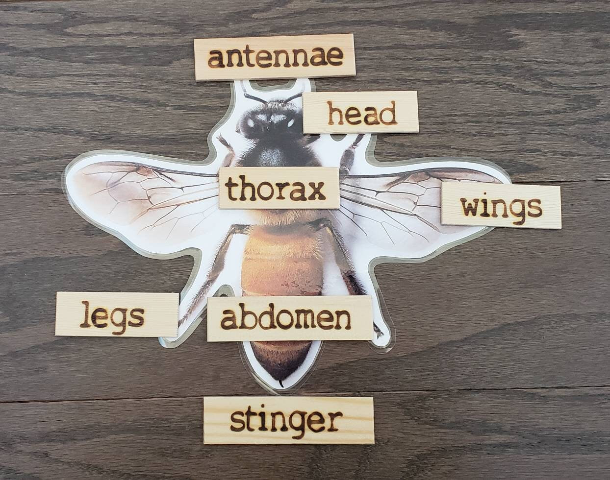 Bee Life Cycle, Parts of a Bee, Critical Thinking Skills, Montessori Classroom, Reggio Emilia, Teacher Resources