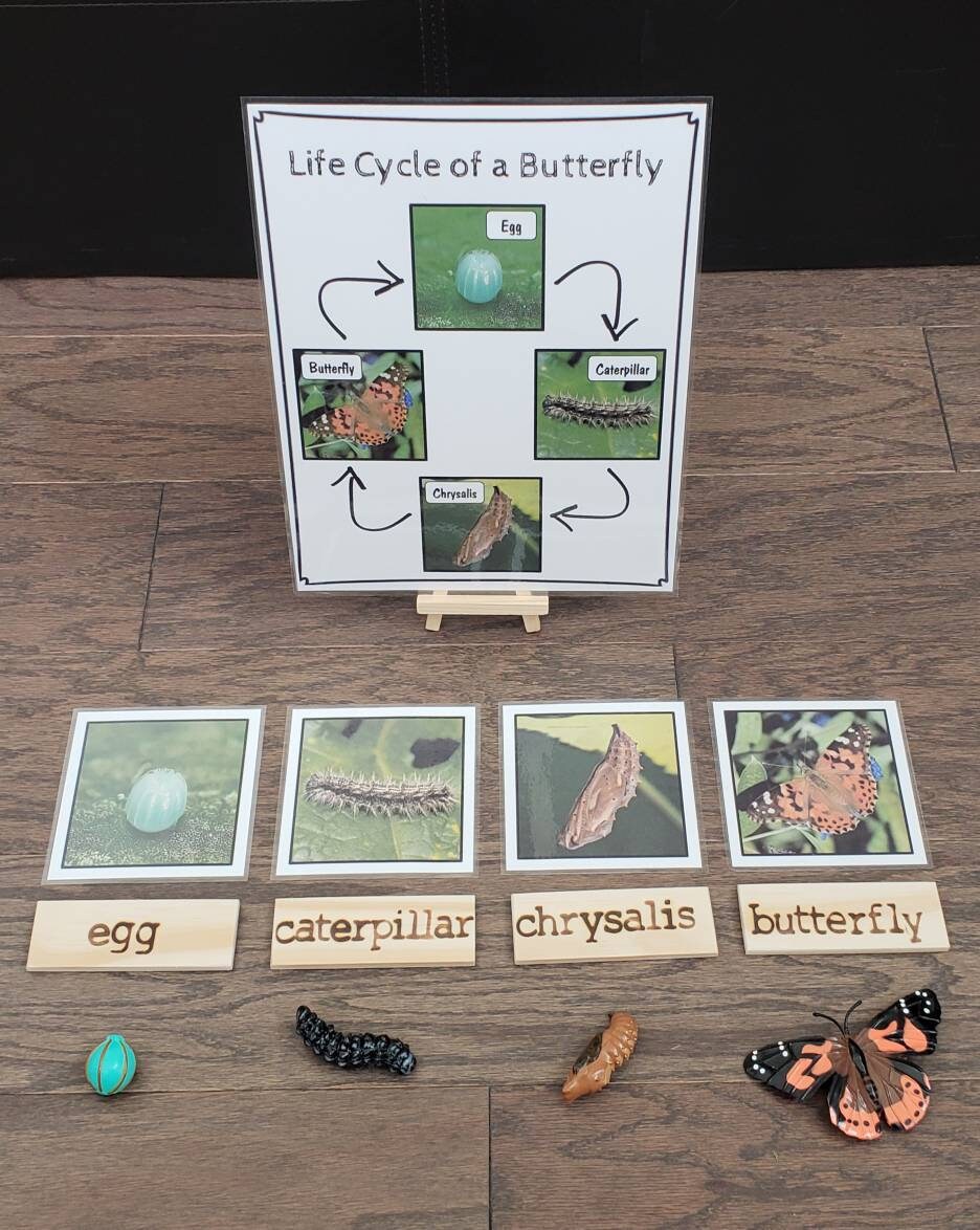 Butterfly Life Cycle, Parts of a Butterfly, Critical Thinking Skills, Montessori Classroom, Reggio Emilia, Teacher Resources