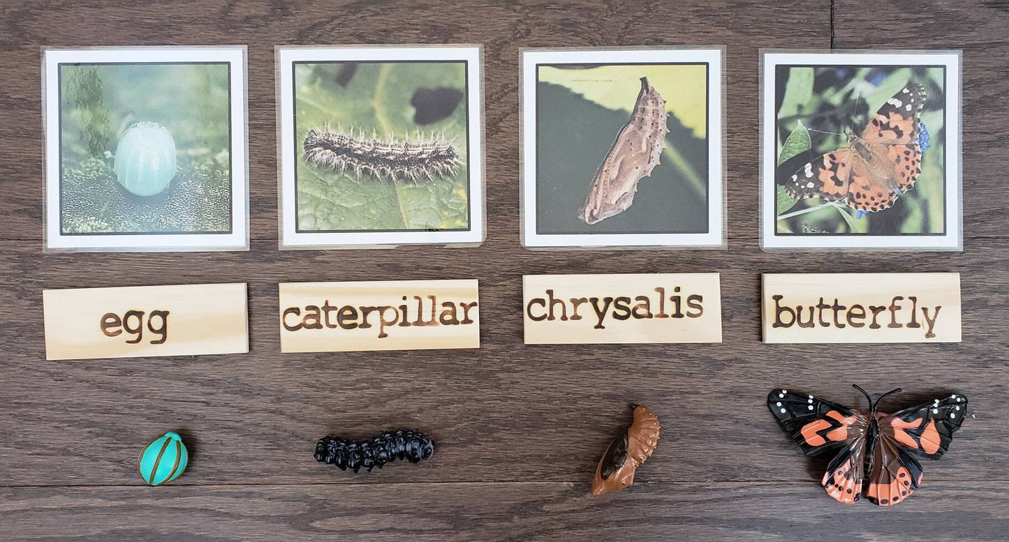 Butterfly Life Cycle, Parts of a Butterfly, Critical Thinking Skills, Montessori Classroom, Reggio Emilia, Teacher Resources