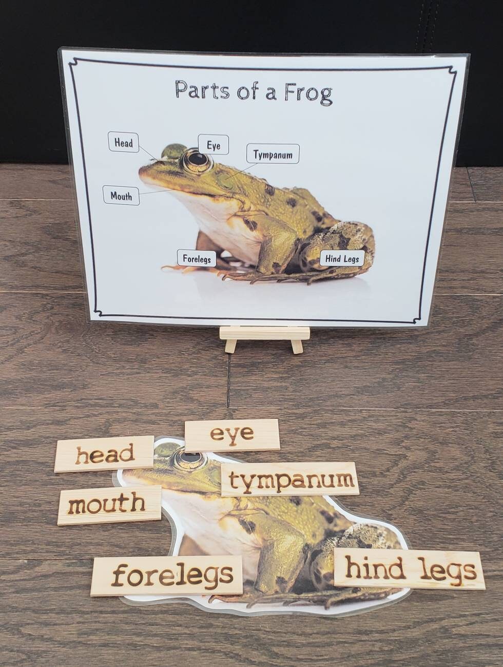 Frog Life Cycle, Parts of a Frog, Critical Thinking Skills, Montessori ...