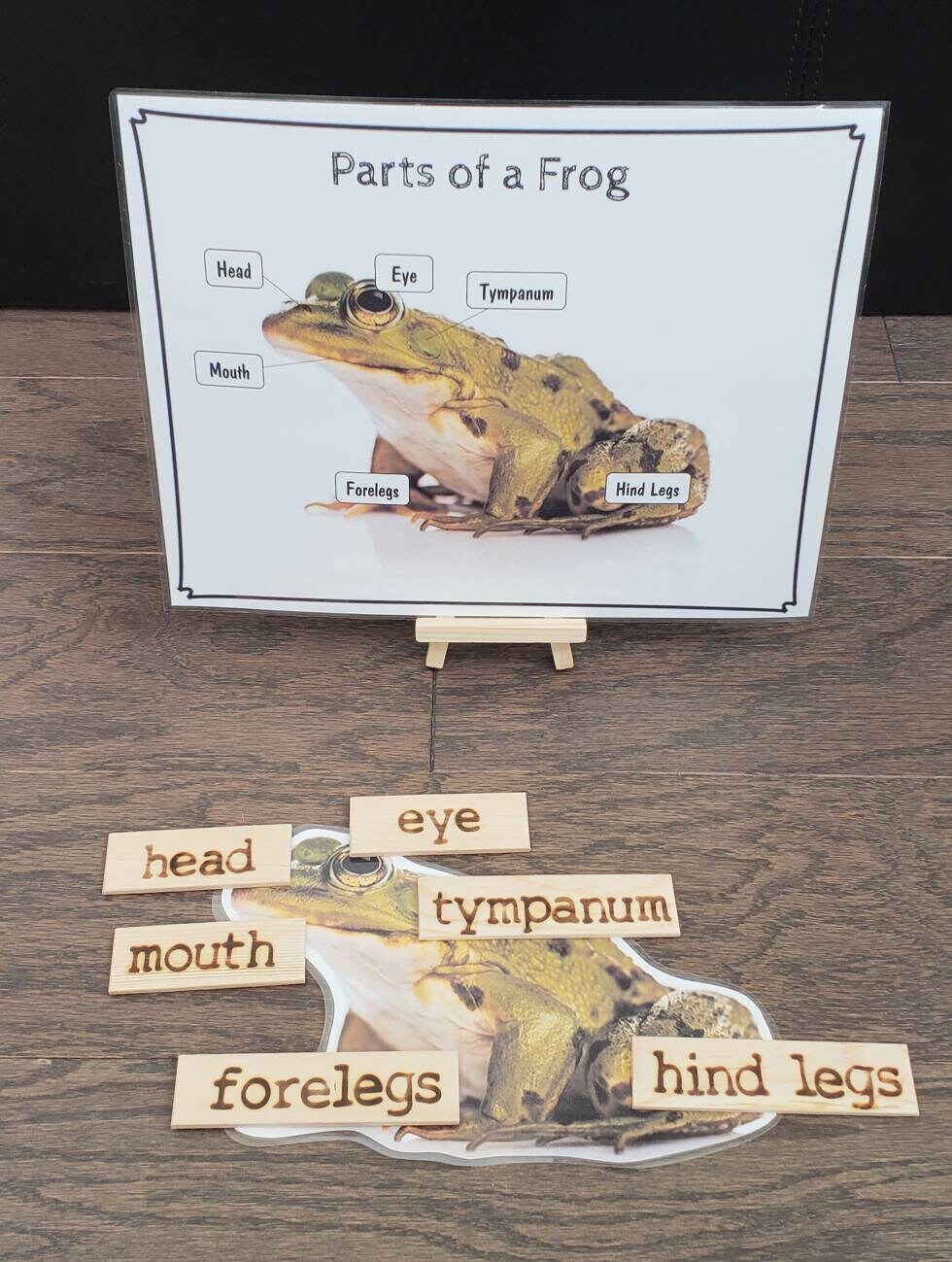 Frog Life Cycle, Parts of a Frog, Critical Thinking Skills, Montessori Classroom, Reggio Emilia, Teacher Resources