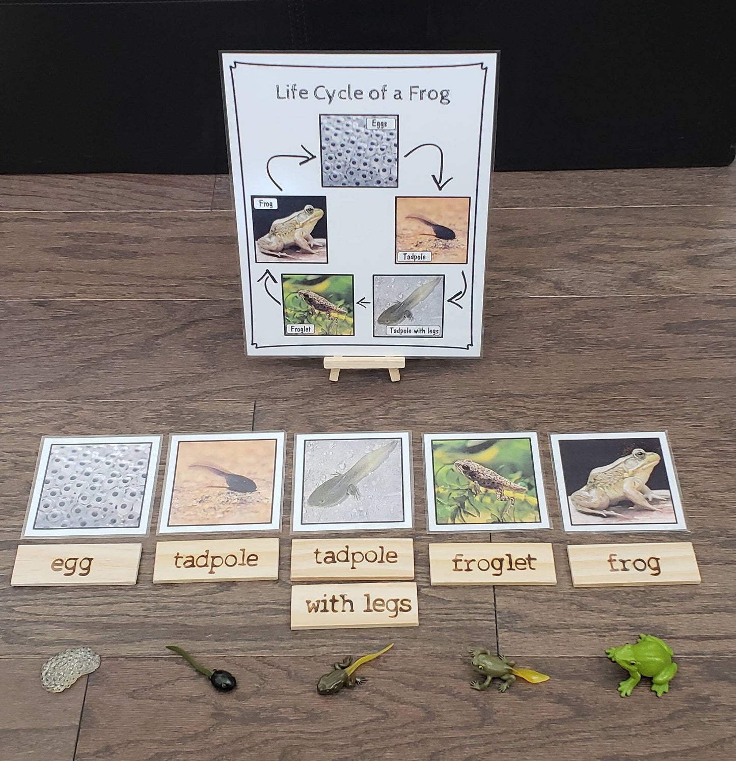 Frog Life Cycle, Parts of a Frog, Critical Thinking Skills, Montessori Classroom, Reggio Emilia, Teacher Resources