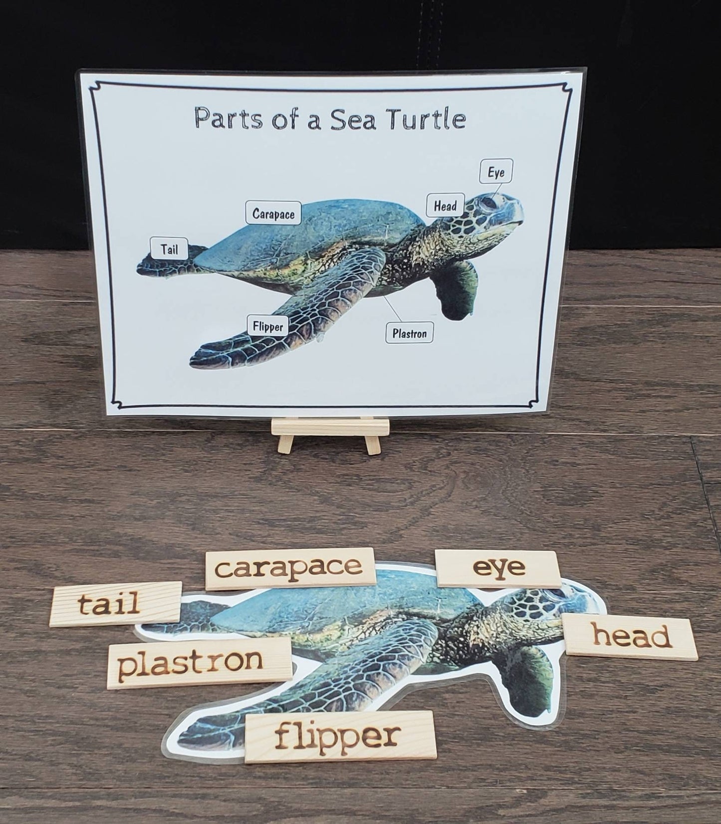 Sea Turtle Life Cycle, Parts of a Sea Turtle, Critical Thinking Skills, Montessori Classroom, Reggio Emilia, Teacher Resources