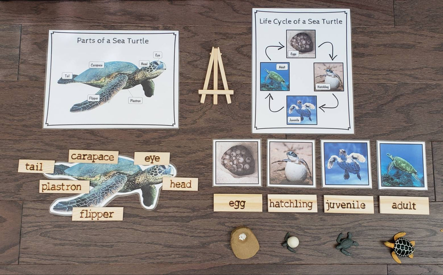 Sea Turtle Life Cycle, Parts of a Sea Turtle, Critical Thinking Skills, Montessori Classroom, Reggio Emilia, Teacher Resources