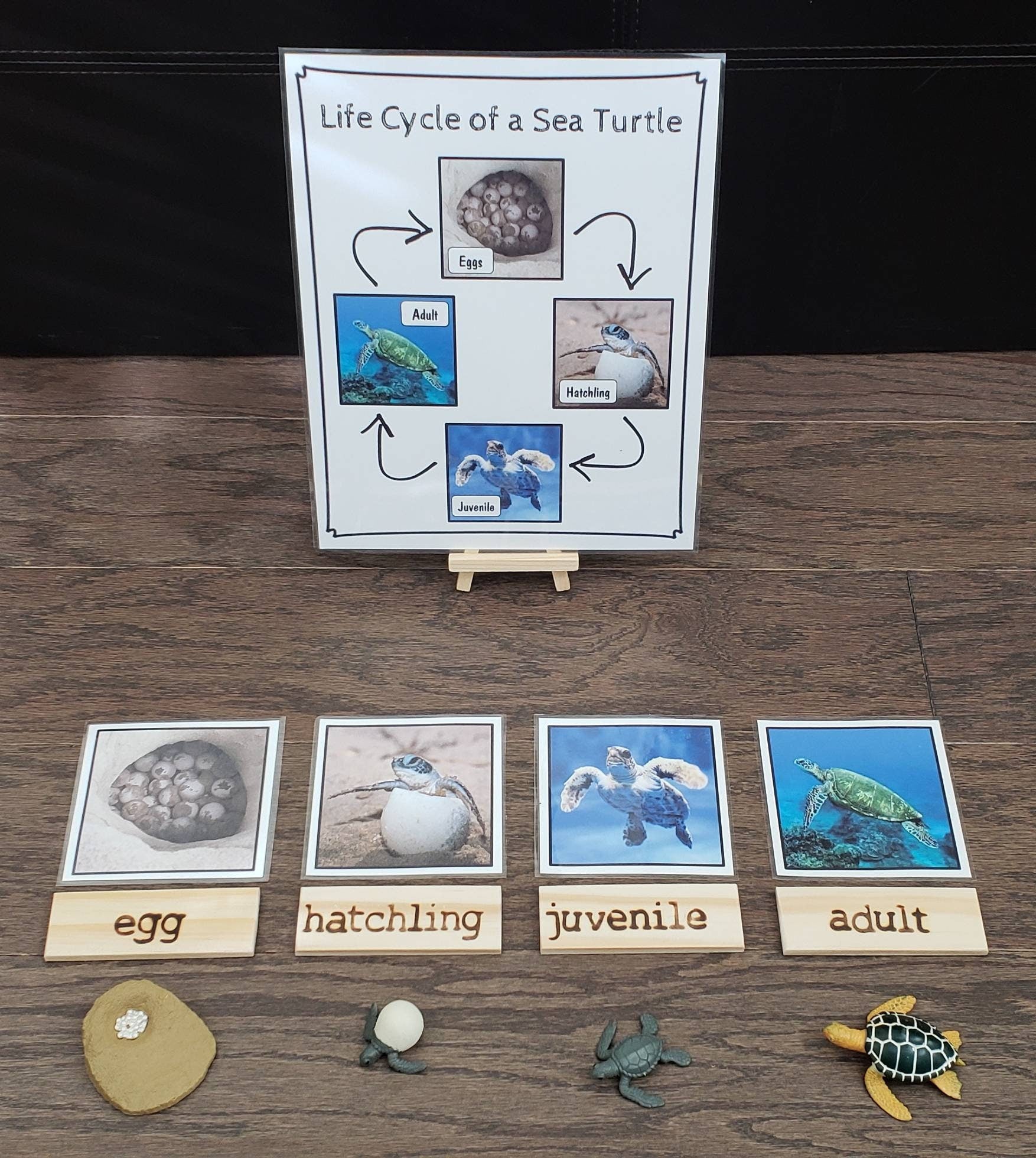 Sea Turtle Life Cycle, Parts of a Sea Turtle, Critical Thinking Skills, Montessori Classroom, Reggio Emilia, Teacher Resources