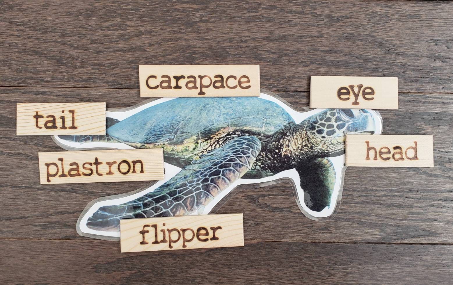 Sea Turtle Life Cycle, Parts of a Sea Turtle, Critical Thinking Skills, Montessori Classroom, Reggio Emilia, Teacher Resources