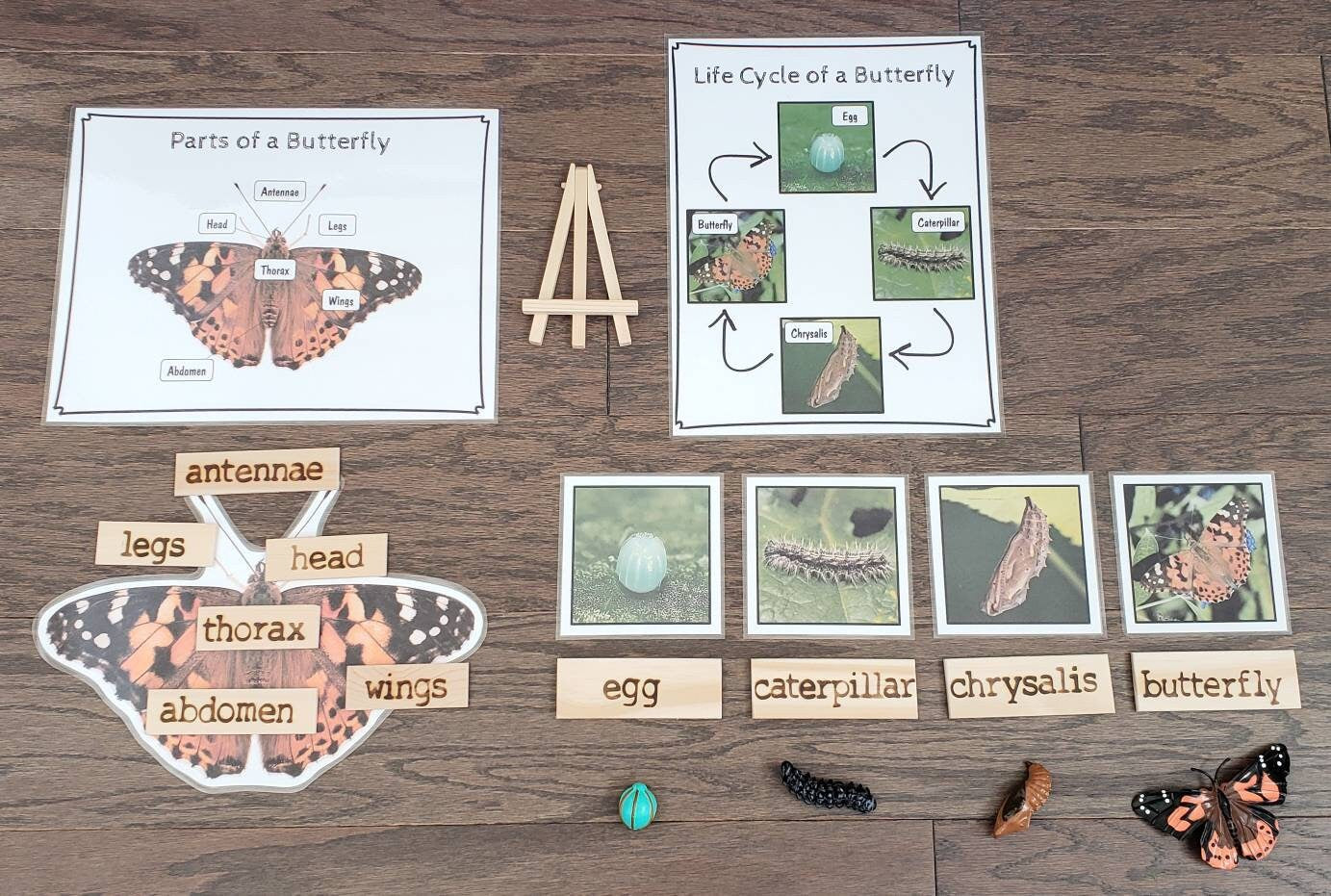 Butterfly Life Cycle, Parts of a Butterfly, Critical Thinking Skills, Montessori Classroom, Reggio Emilia, Teacher Resources