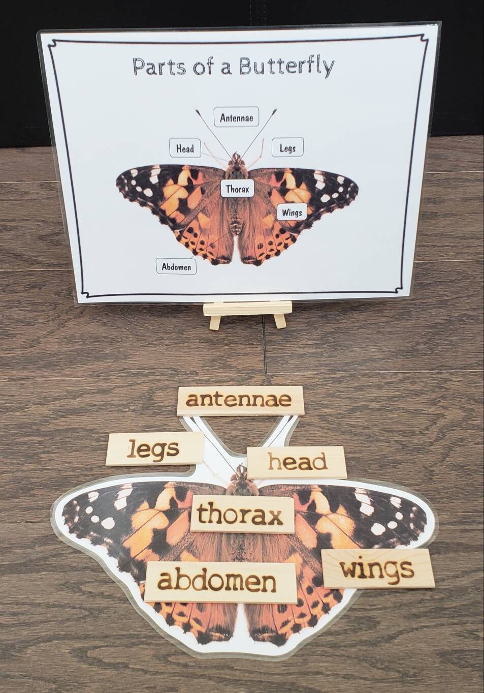 Butterfly Life Cycle, Parts of a Butterfly, Critical Thinking Skills, Montessori Classroom, Reggio Emilia, Teacher Resources