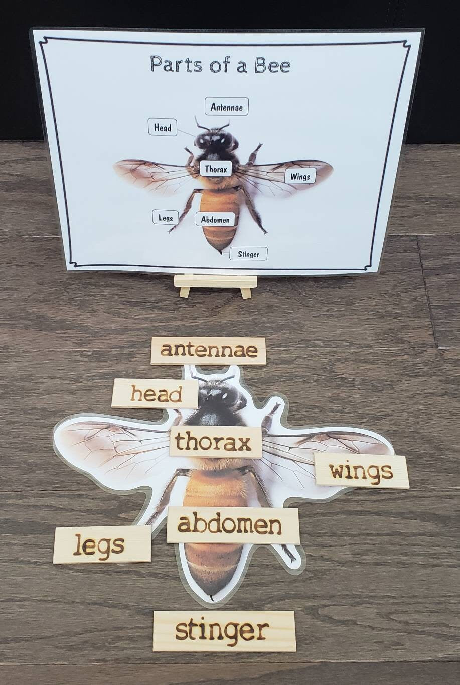 Bee Life Cycle, Parts of a Bee, Critical Thinking Skills, Montessori Classroom, Reggio Emilia, Teacher Resources