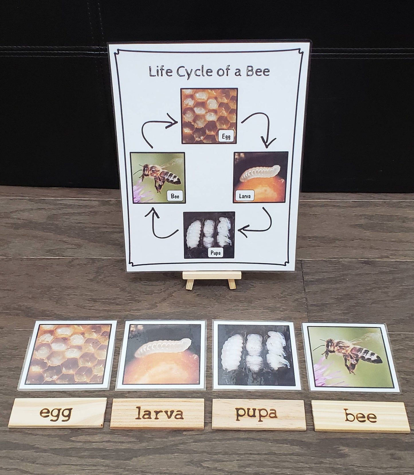 Bee Life Cycle, Parts of a Bee, Critical Thinking Skills, Montessori Classroom, Reggio Emilia, Teacher Resources