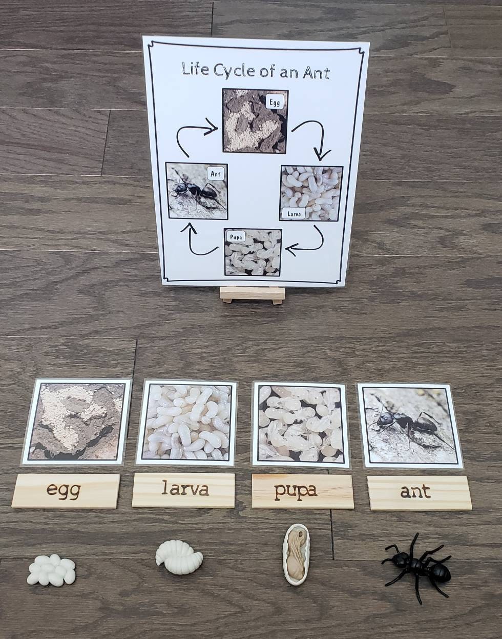 Ant Life Cycle, Parts of an Ant, Critical Thinking Skills, Montessori Classroom, Reggio Emilia, Teacher Resources