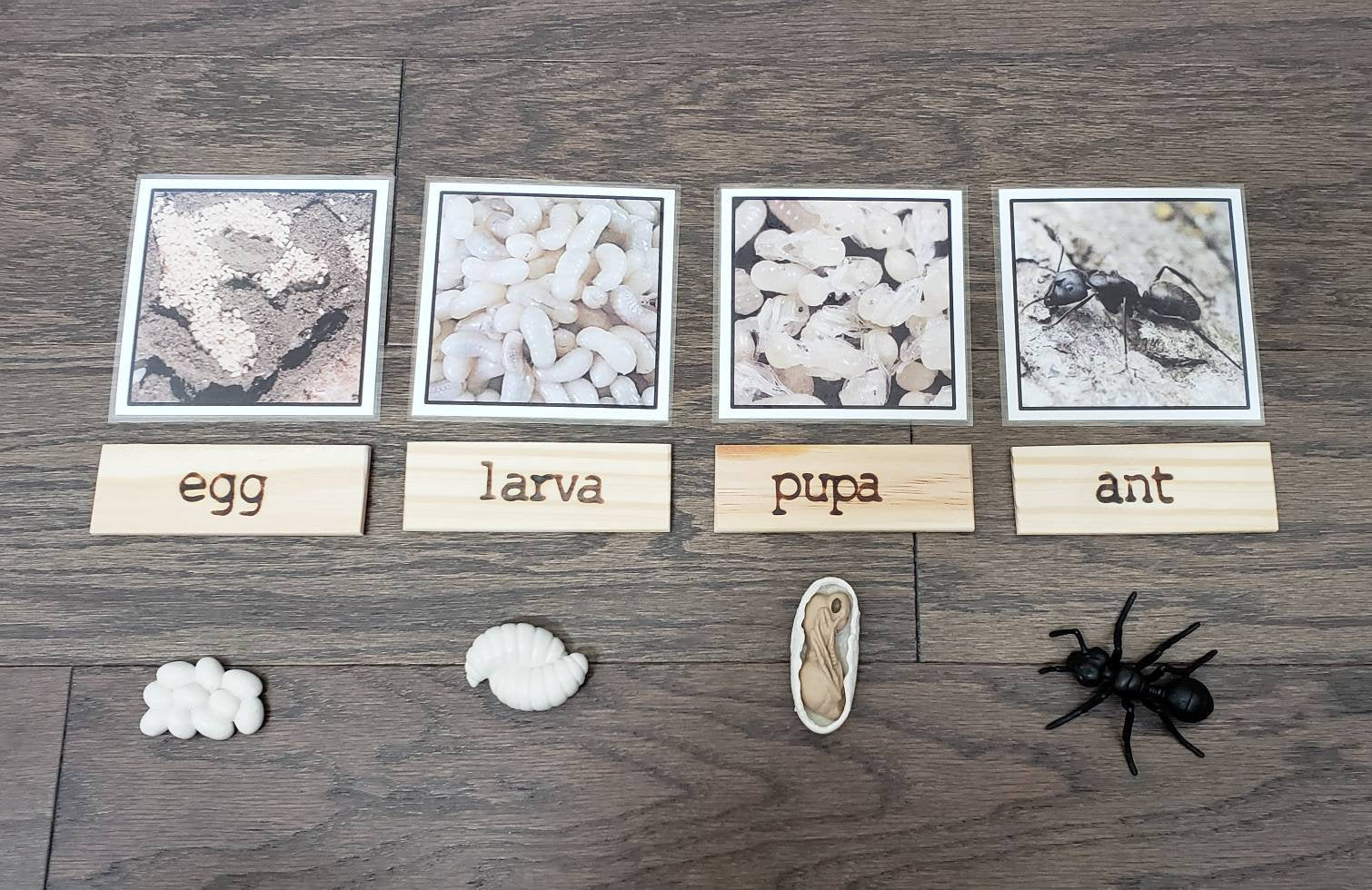 Ant Life Cycle, Parts of an Ant, Critical Thinking Skills, Montessori Classroom, Reggio Emilia, Teacher Resources