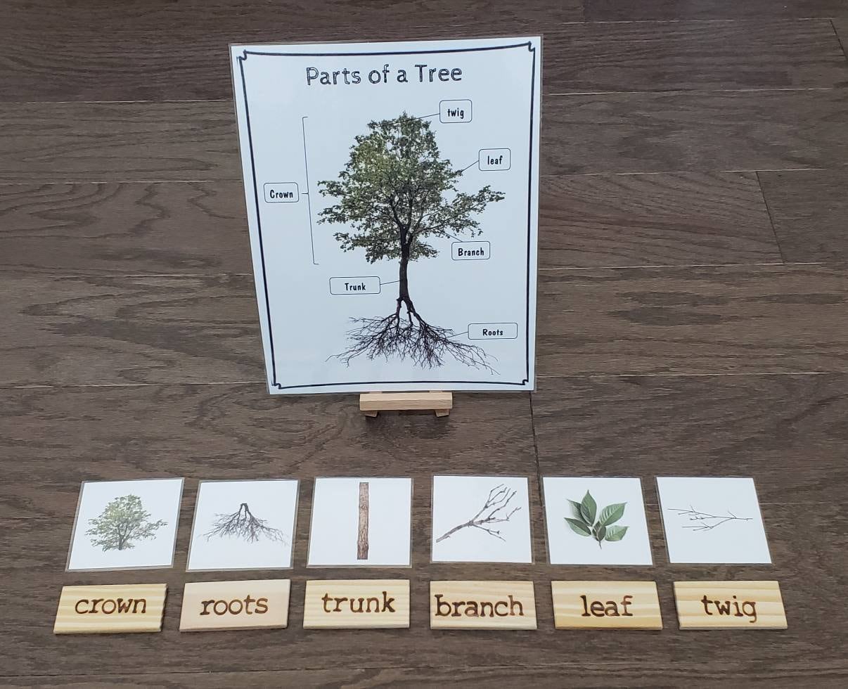 Loose Parts Tree Activity, Parts of a Tree, Fine Motor Skills, Gift fo ...