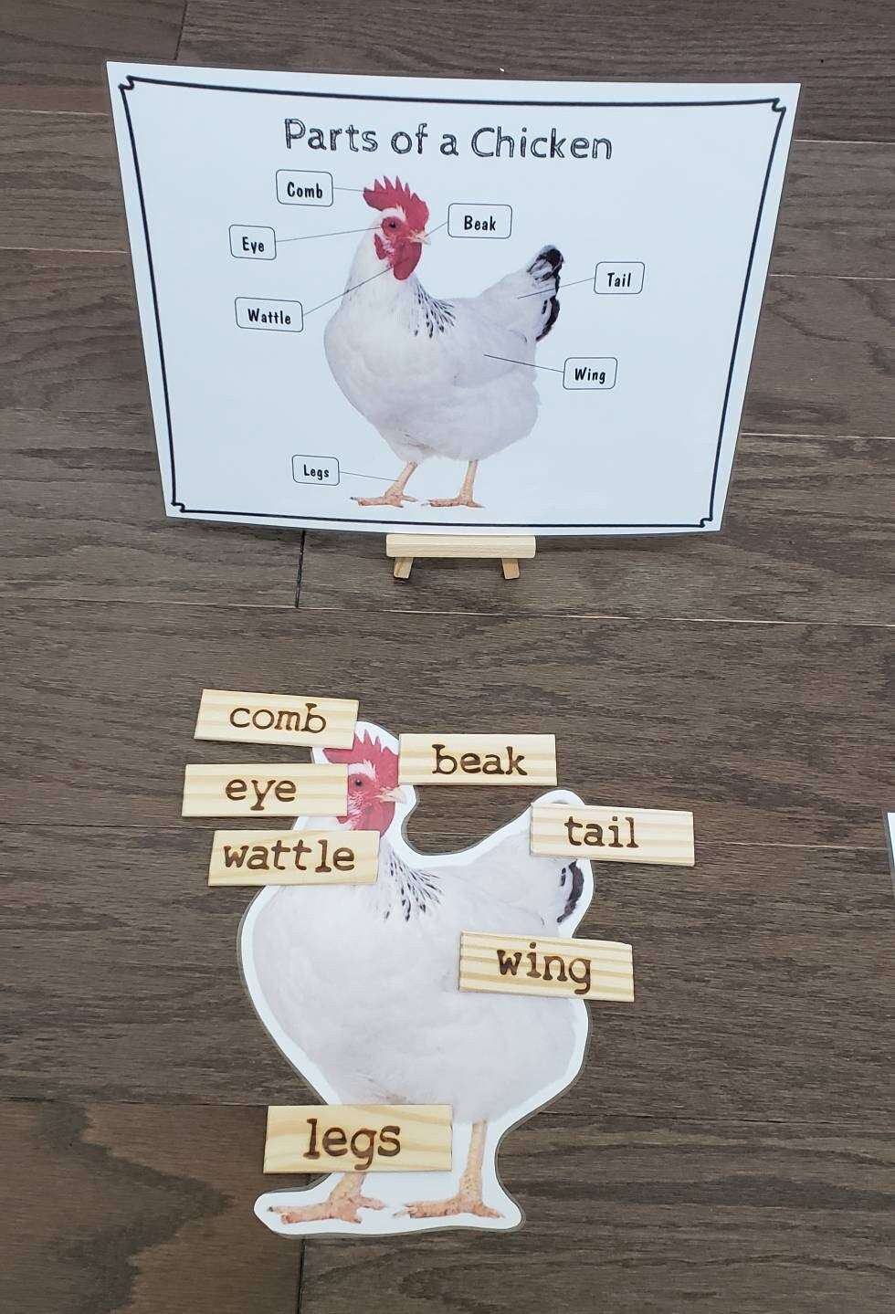 Chicken Life Cycle, Parts of a Chicken, Critical Thinking Skills, Montessori Classroom, Reggio Emilia, Teacher Resources