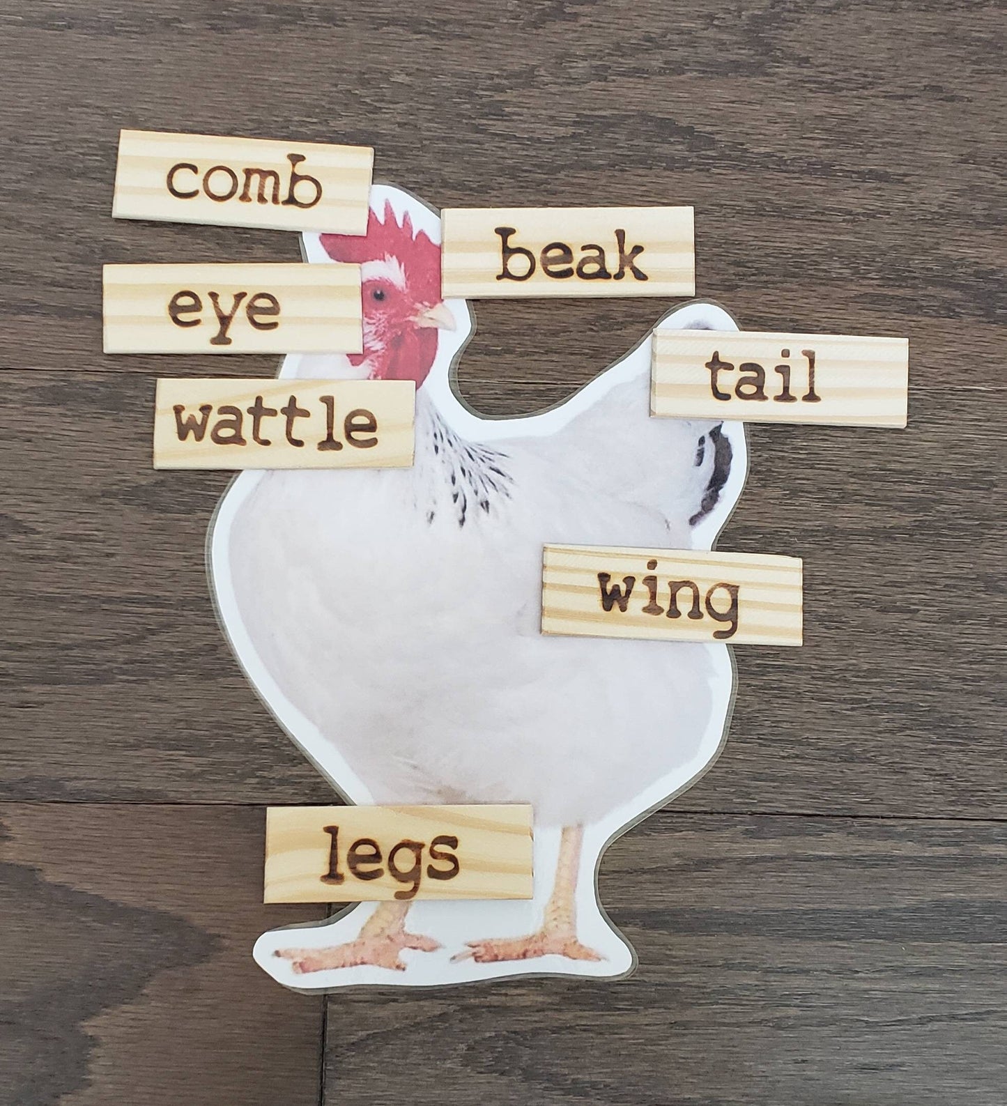 Chicken Life Cycle, Parts of a Chicken, Critical Thinking Skills, Montessori Classroom, Reggio Emilia, Teacher Resources