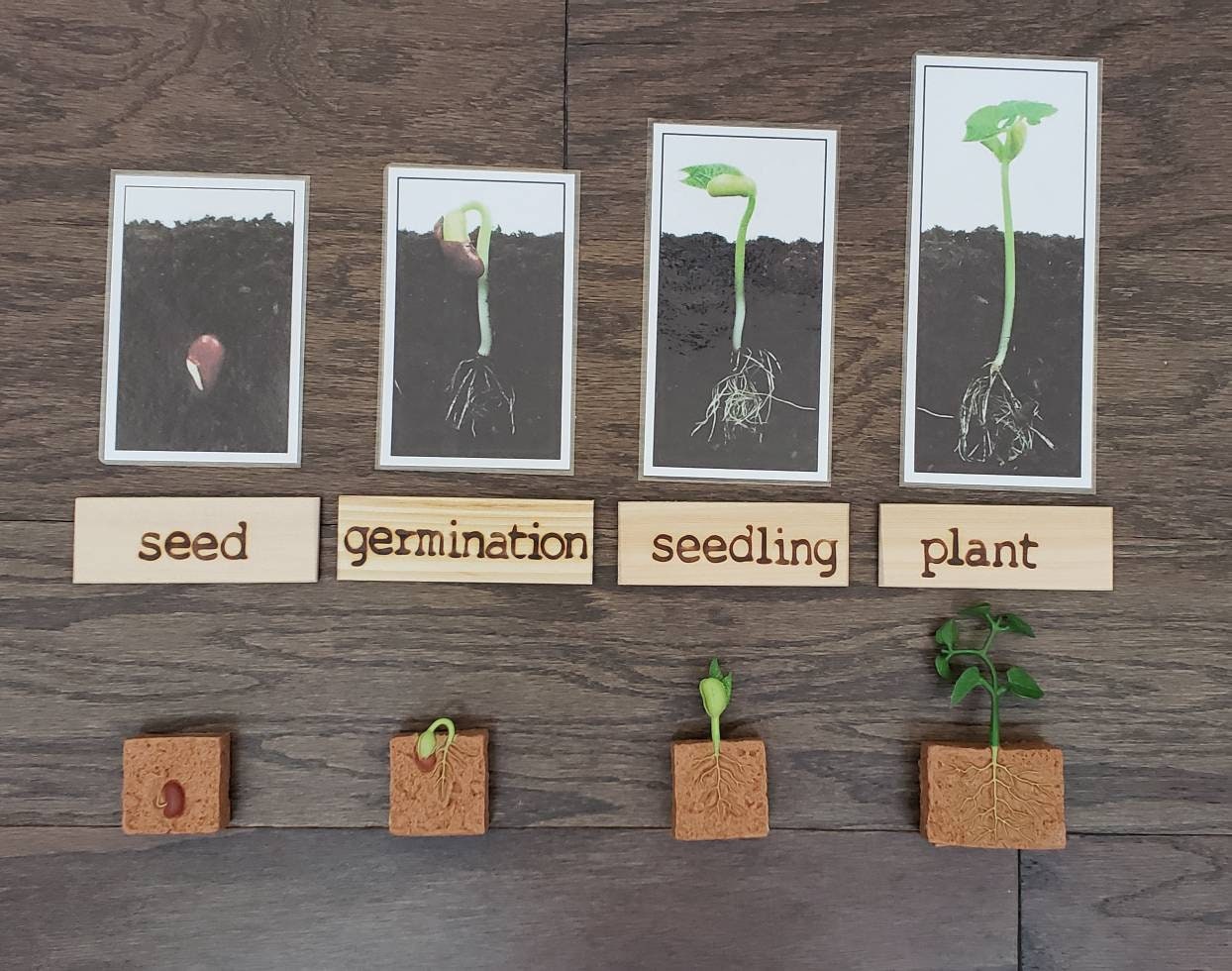 Plant Life Cycle, Parts of a Green Bean Plant, Critical Thinking Skills, Montessori Classroom, Reggio Emilia, Teacher Resources