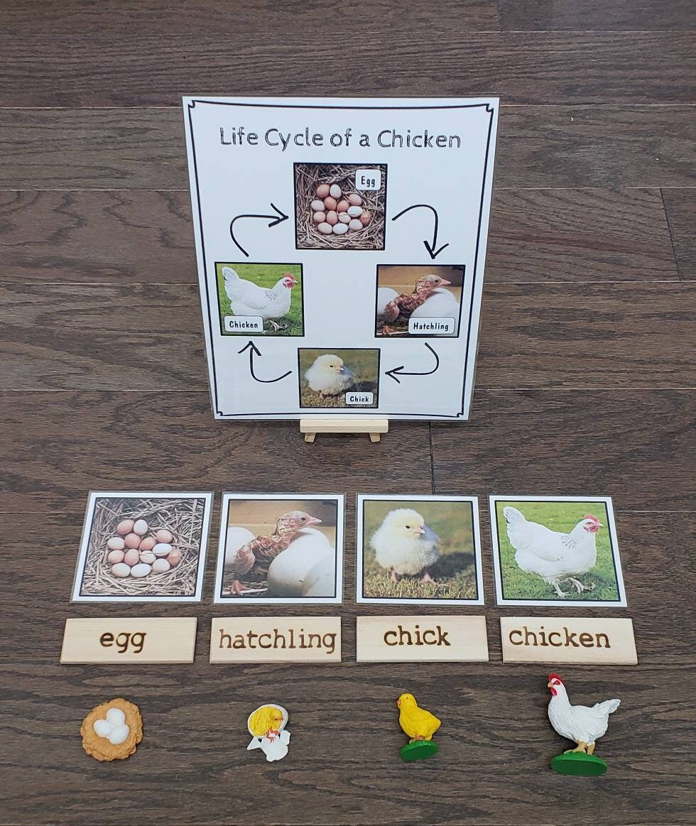 Chicken Life Cycle, Parts of a Chicken, Critical Thinking Skills, Montessori Classroom, Reggio Emilia, Teacher Resources