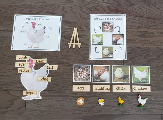 Chicken Life Cycle, Parts of a Chicken, Critical Thinking Skills, Montessori Classroom, Reggio Emilia, Teacher Resources