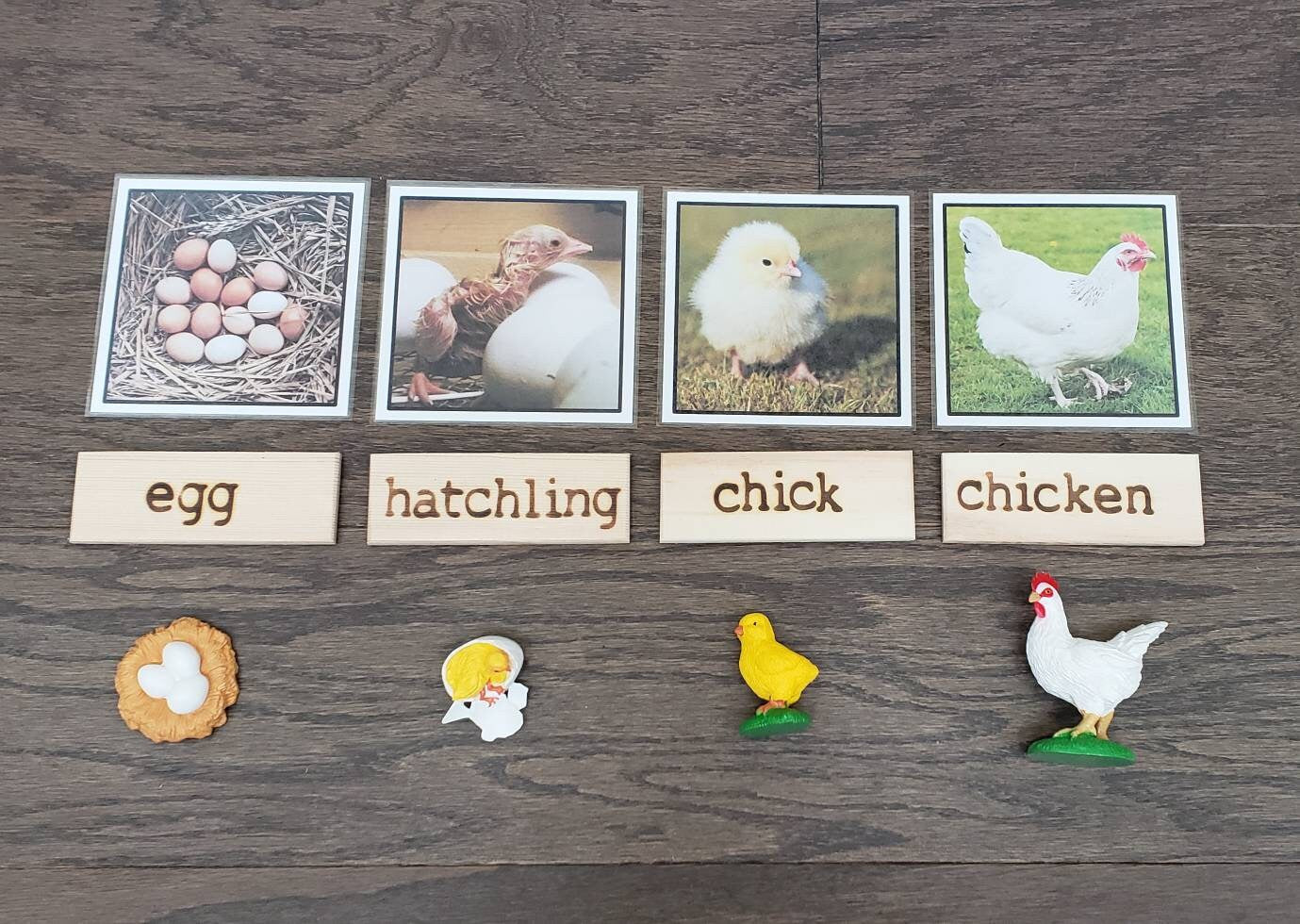 Chicken Life Cycle, Parts of a Chicken, Critical Thinking Skills, Montessori Classroom, Reggio Emilia, Teacher Resources