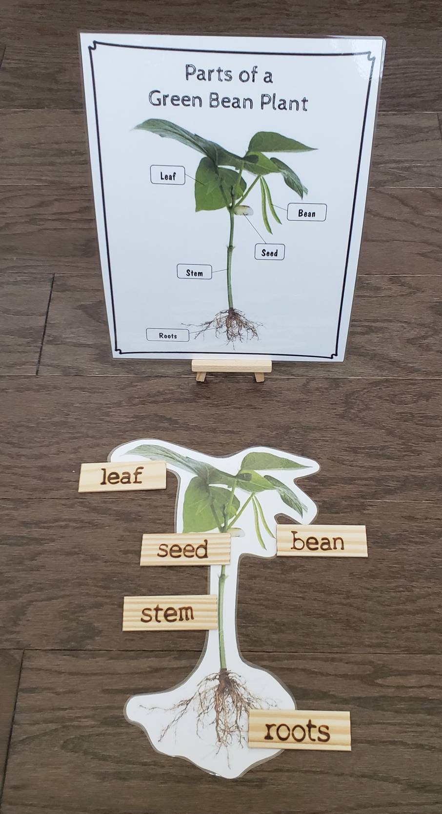 Plant Life Cycle, Parts of a Green Bean Plant, Critical Thinking Skills, Montessori Classroom, Reggio Emilia, Teacher Resources