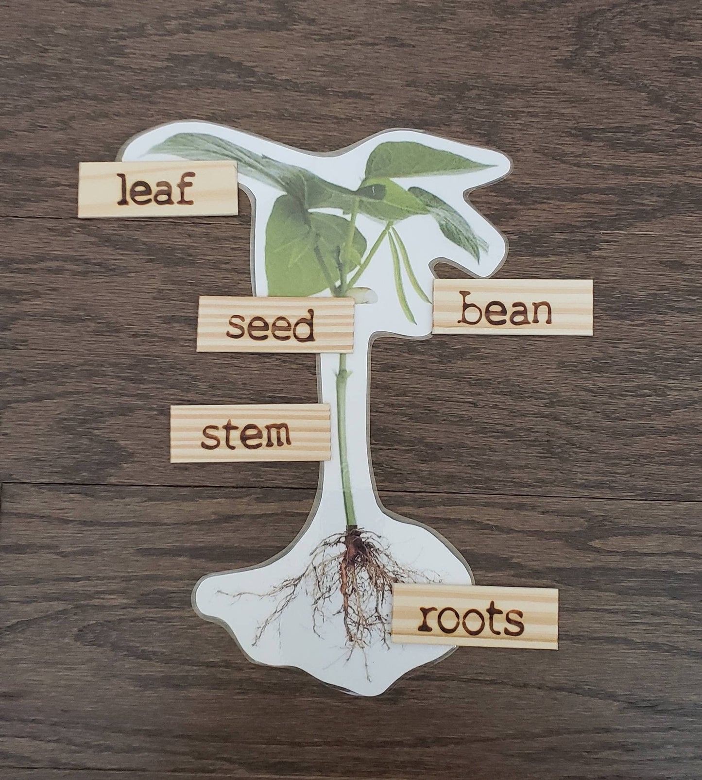 Plant Life Cycle, Parts of a Green Bean Plant, Critical Thinking Skills, Montessori Classroom, Reggio Emilia, Teacher Resources