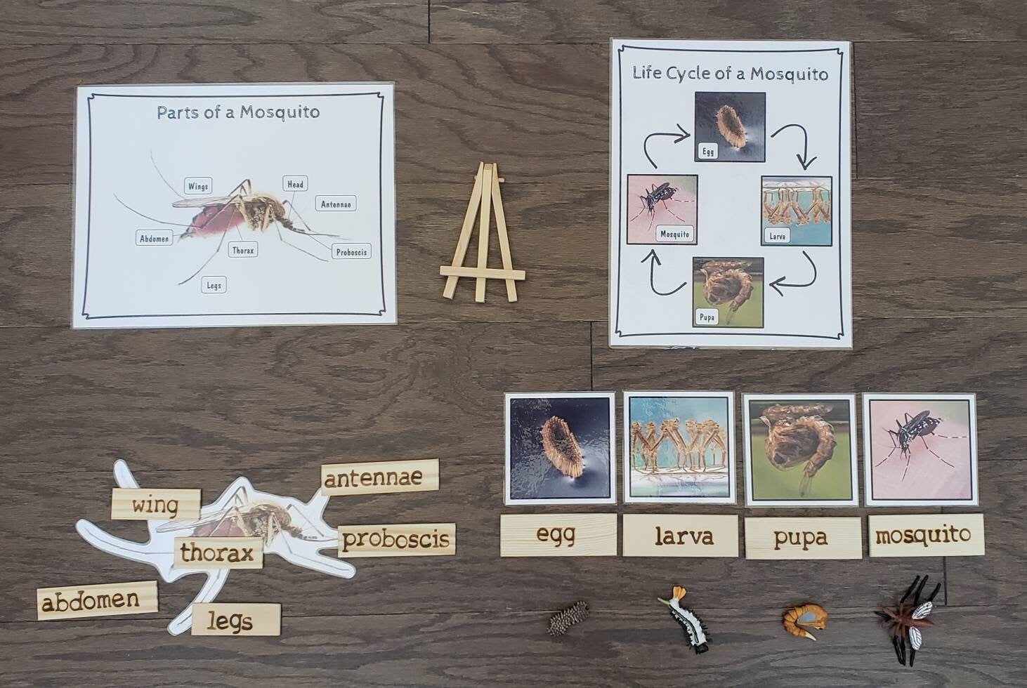 Mosquito Life Cycle, Parts of an Mosquito, Critical Thinking Skills, Montessori Classroom, Reggio Emilia, Teacher Resources