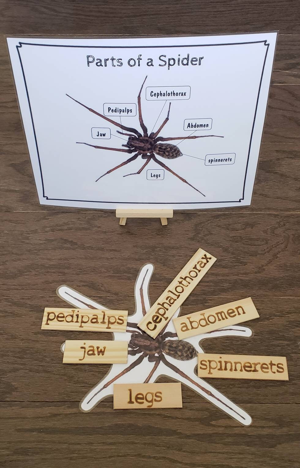 Spider Life Cycle, Parts of a Spider, Critical Thinking Skills, Montessori Classroom, Reggio Emilia, Teacher Resources