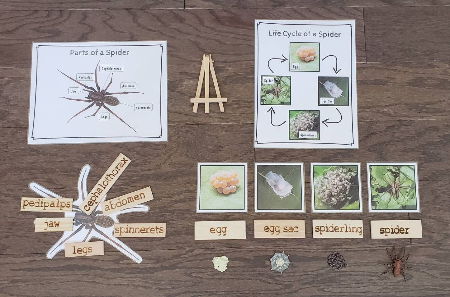 Spider Life Cycle, Parts of a Spider, Critical Thinking Skills, Montessori Classroom, Reggio Emilia, Teacher Resources