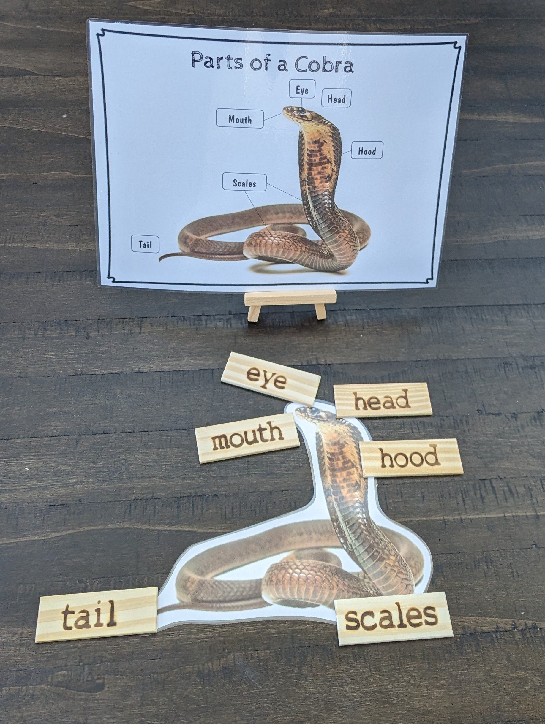 Snake/Cobra Life Cycle, Parts of a Cobra, Critical Thinking Skills, Montessori Classroom, Reggio Emilia, Teacher Resources