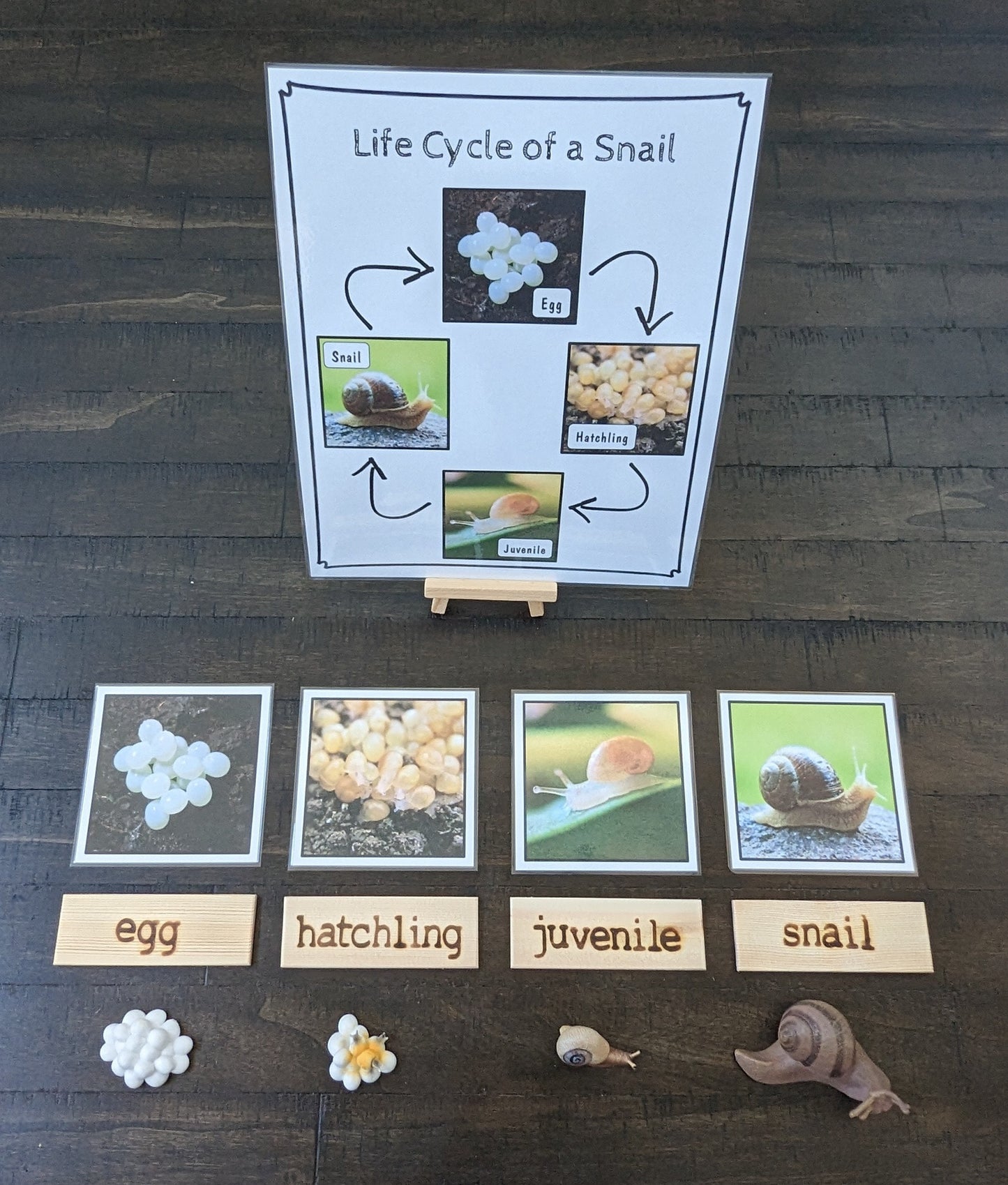 Snail Life Cycle, Parts of a Snail, Critical Thinking Skills, Montessori Classroom, Reggio Emilia, Teacher Resources