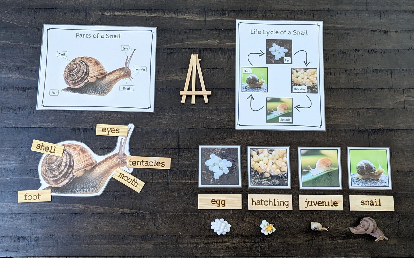 Snail Life Cycle, Parts of a Snail, Critical Thinking Skills, Montessori Classroom, Reggio Emilia, Teacher Resources