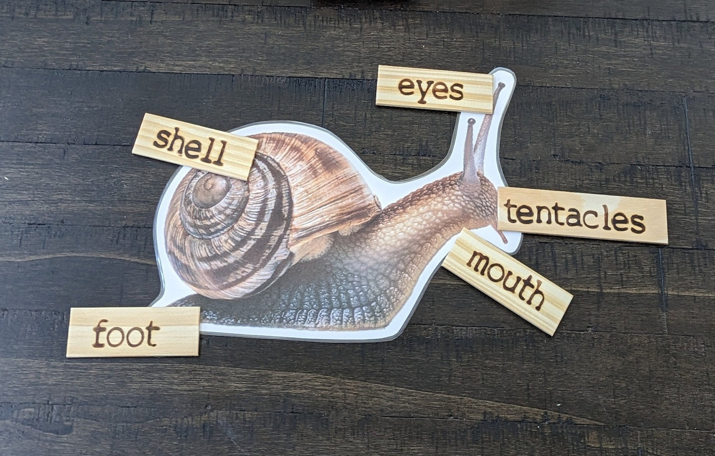 Snail Life Cycle, Parts of a Snail, Critical Thinking Skills, Montessori Classroom, Reggio Emilia, Teacher Resources