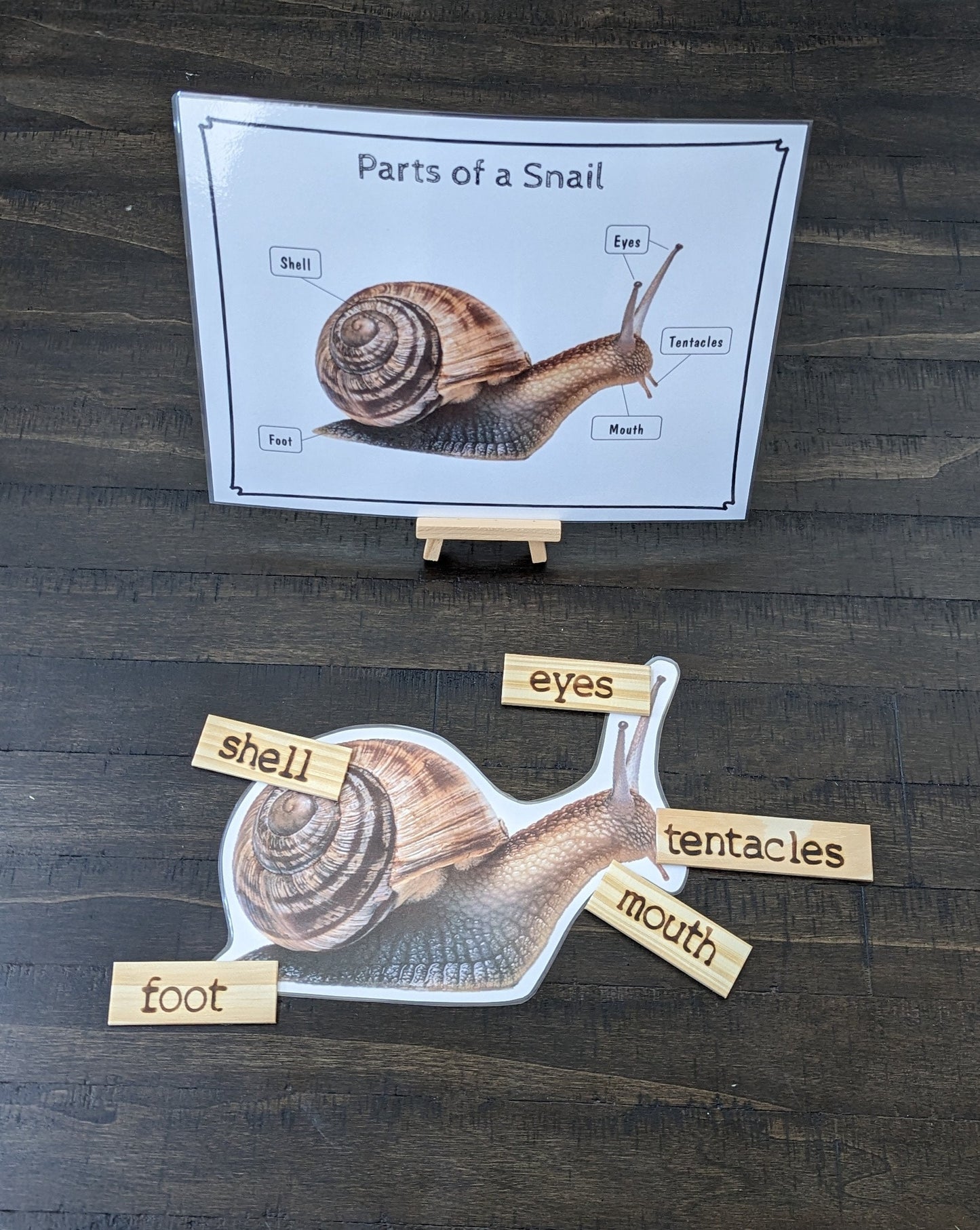 Snail Life Cycle, Parts of a Snail, Critical Thinking Skills, Montessori Classroom, Reggio Emilia, Teacher Resources